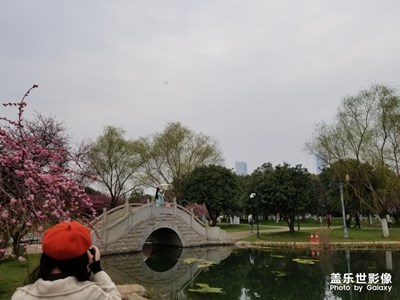 盛開(kāi)的梅花