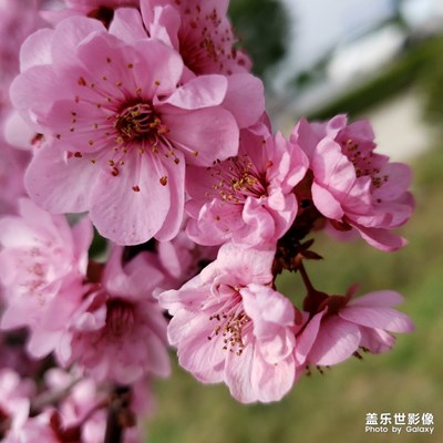 朵朵花兒粉粉開(kāi)