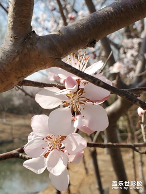 春天花會開，鳥兒在等待