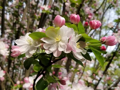 碧沙崗公園