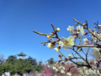 春日梅園