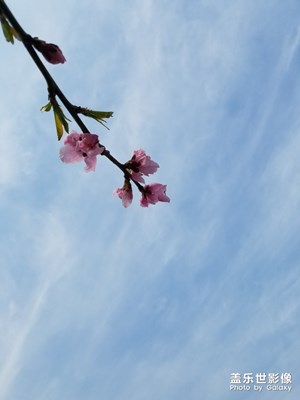 【風(fēng)光之美】+一樹桃花，向人獨(dú)笑