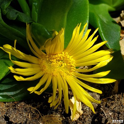 又開(kāi)了一朵花