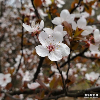花瓣如玉雕，清香破窗入
