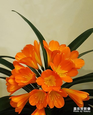 花卉隨拍（3）