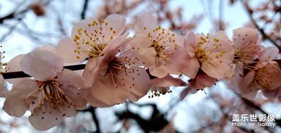 櫻花