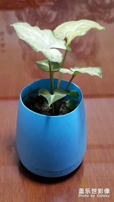 春，碧綠的氣息