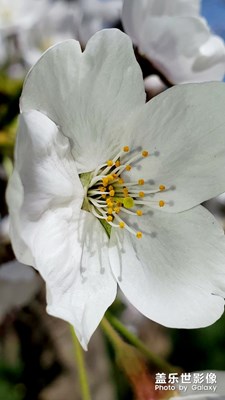 櫻花與連翹