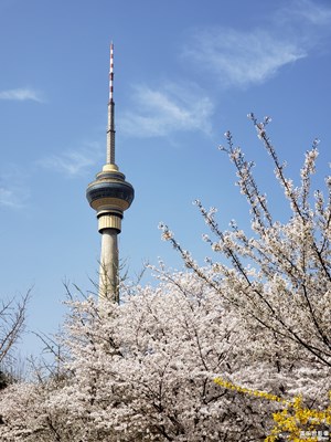 賞櫻