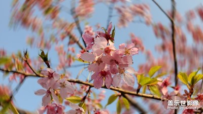 春暖花開