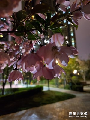 s10+真隨手夜拍