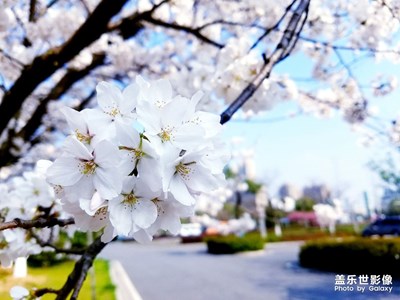 隨拍櫻花