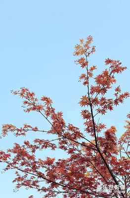 春天的紅楓葉