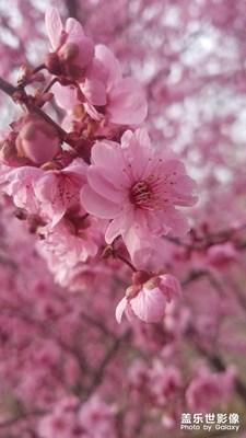又到春花爛漫時(shí)