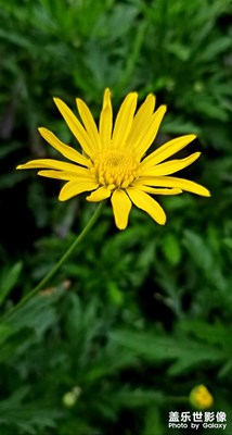 什么花，好陽光