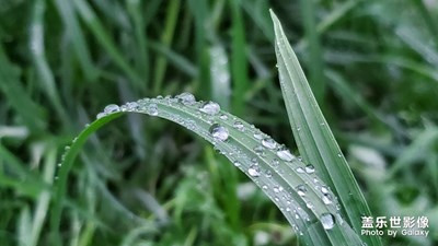 春雨貴如油-雨后隨拍