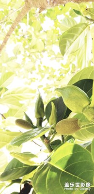 家有菠蘿蜜初長成