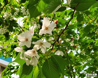 S10——春花從來笑春風