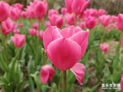 忽如一日夜春風來，千樹萬樹梨花開。