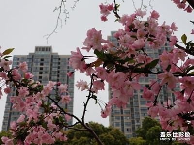 滿園春色