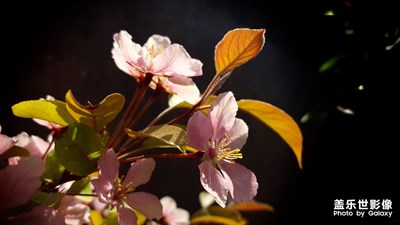 【風(fēng)光之美】+海棠花開