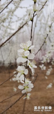 春意盎然