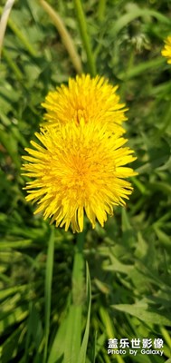 小花也有春天