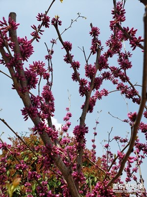 春風(fēng)十里