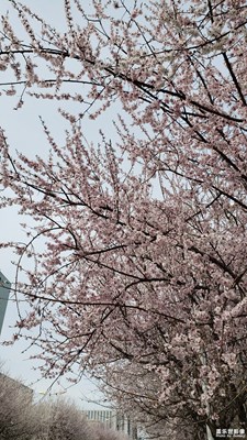 【風(fēng)光之美】+網(wǎng)紅海棠路賞杏花