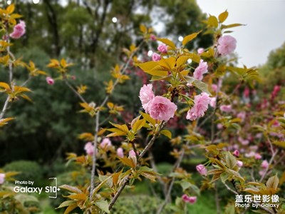 江大花卉