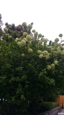 【風(fēng)光之美】+繡球花