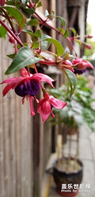 小花