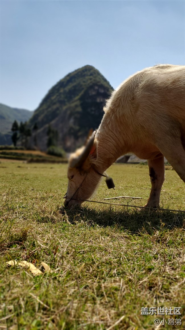 【Galaxy S10相機測評】