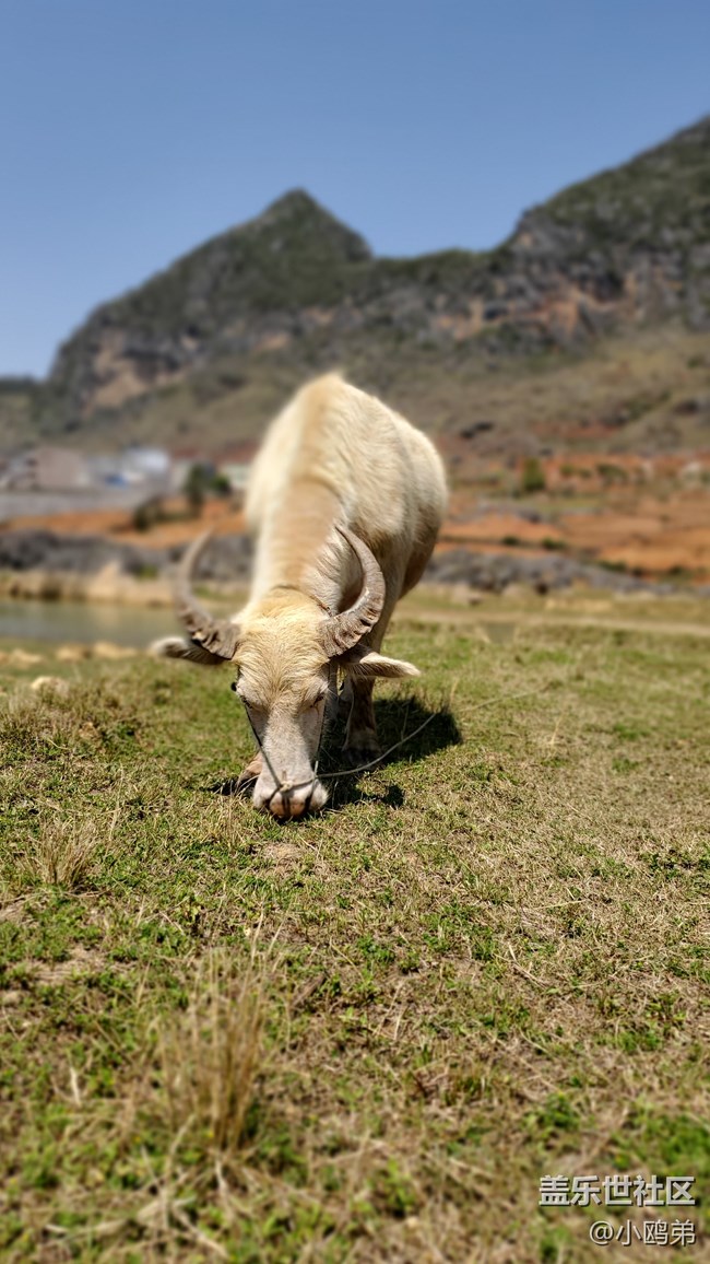 【Galaxy S10相機測評】