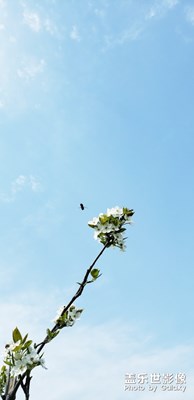 春上枝頭，note9 隨手拍，請您鑒賞。