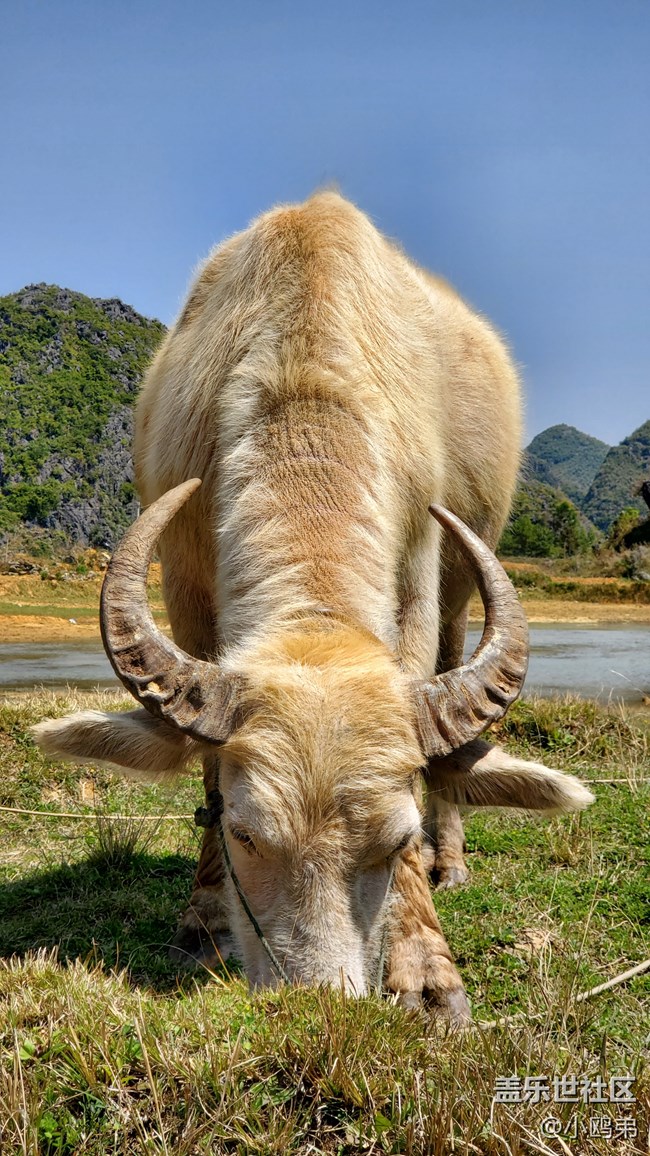 【Galaxy S10相機測評】