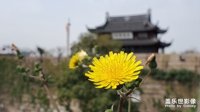 【風光之美】-蘇州盤門