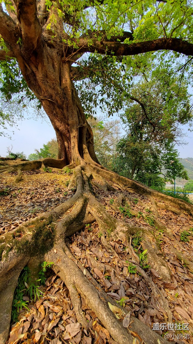 【Galaxy S10相機測評】