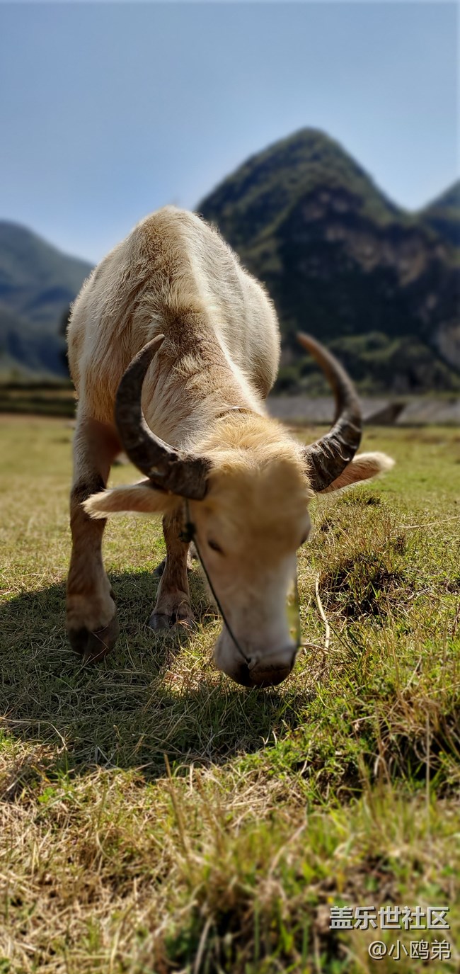 【Galaxy S10相機測評】