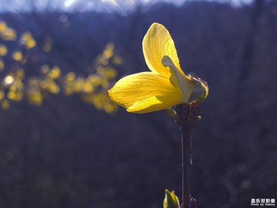 【四月你好】+家有連翹樹(shù)，不愁兒媳婦