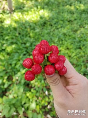 S8＋陪我走過的春夏秋冬