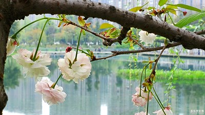 【四月你好】+櫻花四月正芳菲