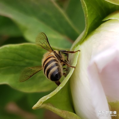 又見(jiàn)一只小蜜蜂