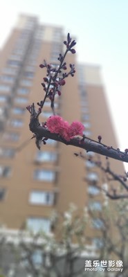 【你好四月】+夜拍花兒也很美