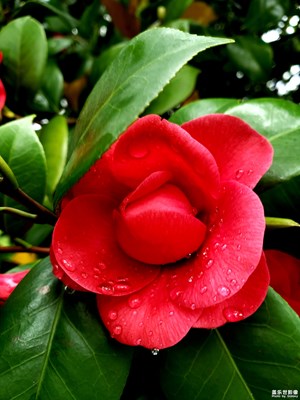 隨手拍-上【雨天漫步 橘子洲頭】