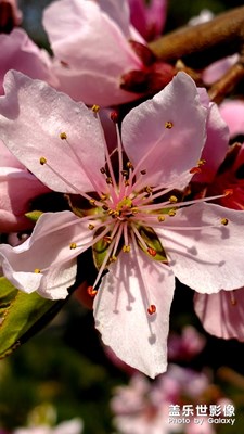 桃花開