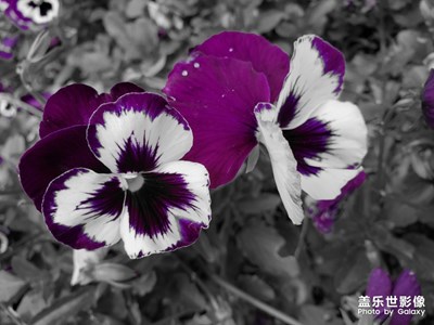 【四月你好】好嗨喲