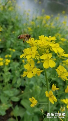 [四月你好]十花癡