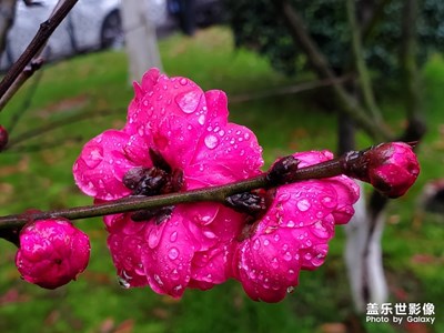 桃花分外嬌艷