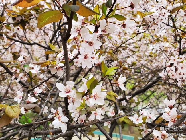 簡(jiǎn)短S10+小介紹